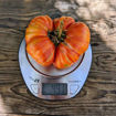 Beefy Red Beefsteak Tomato