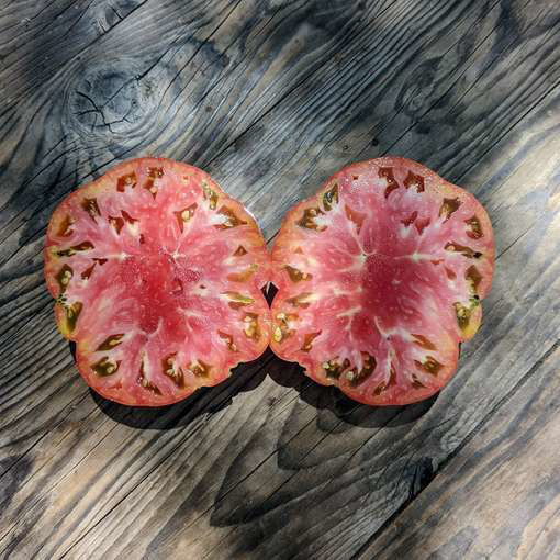 Colosso di Rodi Beefsteak Tomato-Meraki Seeds