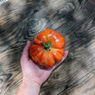 Colosso di Rodi Beefsteak Tomato