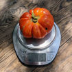 Colosso di Rodi Beefsteak Tomato
