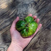 Johanna Beefsteak Tomato