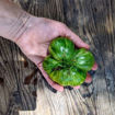 Johanna Beefsteak Tomato