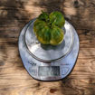 Johanna Beefsteak Tomato