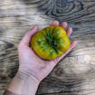 Bo Mango Beefsteak Tomato