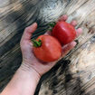 Kalman's Hungarian Pink Beefsteak Tomato