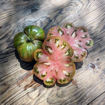 Blue Ridge Black Beefsteak Tomato