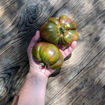 Blue Ridge Black Beefsteak Tomato