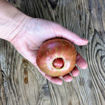 Kalvados Beefsteak Tomato