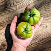 Lillian Marie Beefsteak Tomato