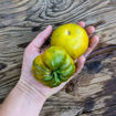 Max´s Large Green Beefsteak Tomato