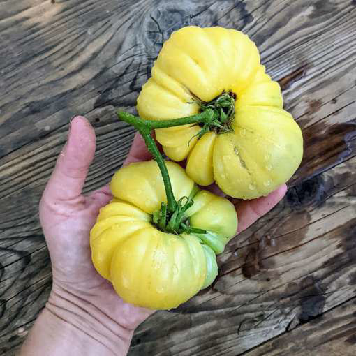 Minusinsk Mango Beefsteak Tomato