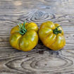 Sahar Zeljony Beefsteak Tomato