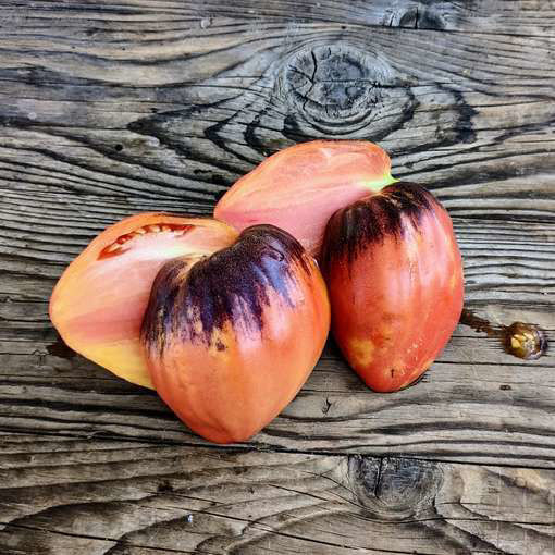 SGT Pascal Beefsteak Tomato