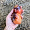 SGT Pascal Beefsteak Tomato