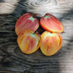 SGT Pascal Beefsteak Tomato