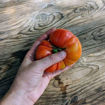 Texwine Beefsteak Tomato