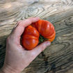 Texwine Beefsteak Tomato