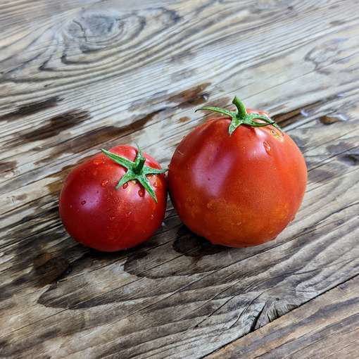 Tomatiga de Bombilla Beefsteak Tomato