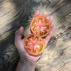 Tomatiga de Bombilla Beefsteak Tomato