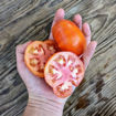 Vivagrande Beefsteak Tomato