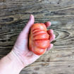 Rose Ple Beefsteak Tomato