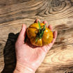 Sandra's Smile Beefsteak Tomato