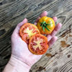 Achatado Longkeeper Tomato