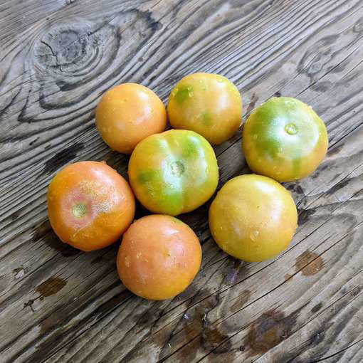 Caganer Longkeeper Tomato
