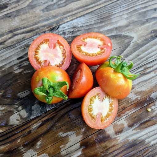 Cal Camalligat Longkeeper Tomato