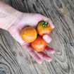 Cal Camalligat Longkeeper Tomato