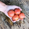 Castellar Longkeeper Tomato