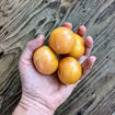 Castellar Longkeeper Tomato