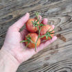 Castellar Longkeeper Tomato