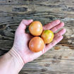 d’Arbúcies Longkeeper Tomato