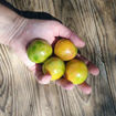 Ginestar Longkeeper Tomato