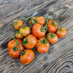 Mallorquí Longkeeper Tomato