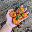 Mallorquí Longkeeper Tomato