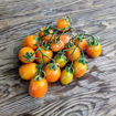 Montmelo Longkeeper Tomato