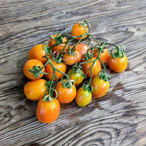 Montmelo Longkeeper Tomato