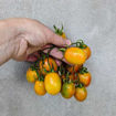 Montmelo Longkeeper Tomato