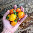 Montmelo Longkeeper Tomato