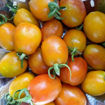 Montmelo Longkeeper Tomato
