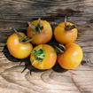 Secà Longkeeper Tomato