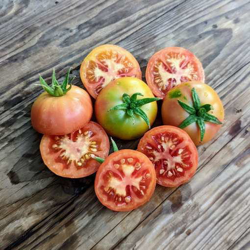 Son Burges Longkeeper Tomato