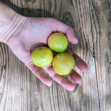 Tisica Longkeeper Tomato Tisica Longkeeper Tomato