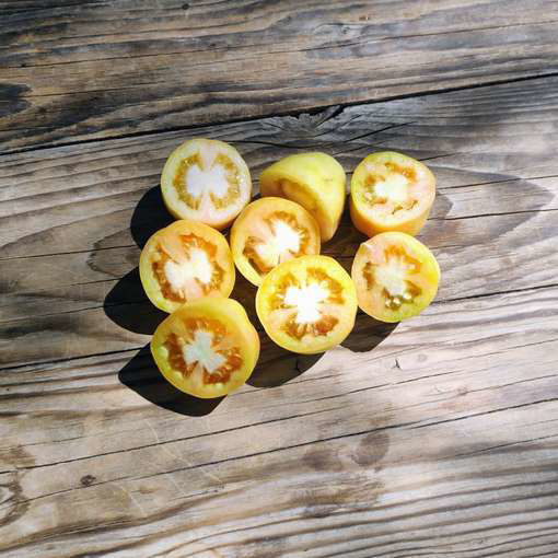 Giallo a Grappoli Longkeeper Tomato