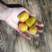 Giallo a Grappoli Longkeeper Tomato