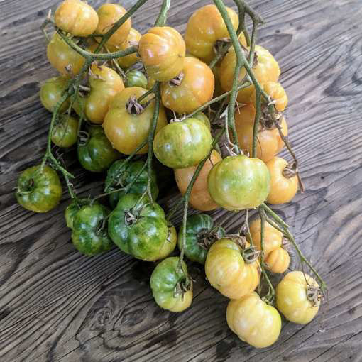 Giant Multiflora Longkeeper Tomato