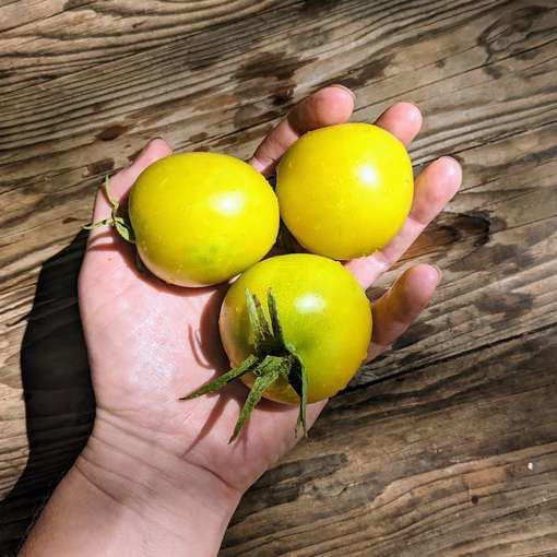 Novogodnij Longkeeper Tomato