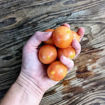 Del Tonet Longkeeper Tomato